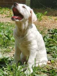 Onion in KY - Laid-back & Easy-going Pup! - Photo 3