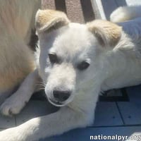 Hector in OH - Super Playful & Loves Toys! - Photo 1