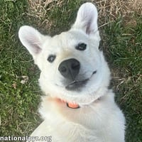 Hector in OH - Super Playful & Loves Toys! - Photo 2