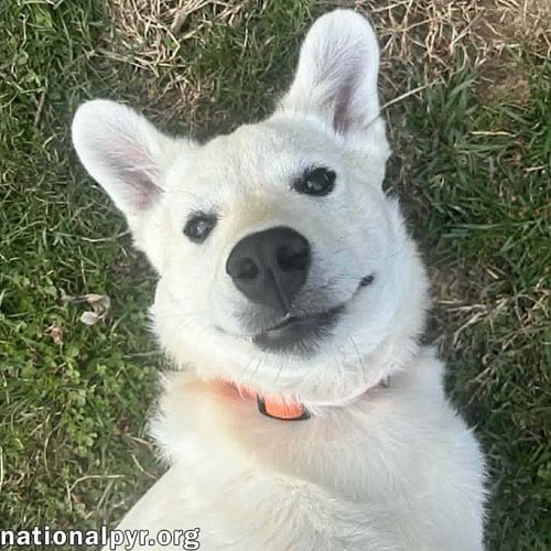 HECTOR IN OH - SUPER PLAYFUL & LOVES TOYS! - Great Pyrenees / Cattle Dog available for adoption