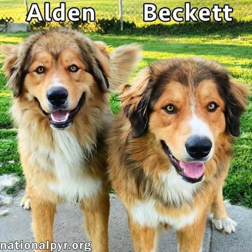 ALDEN & BECKETT IN KY - DOUBLE THE LOVE!