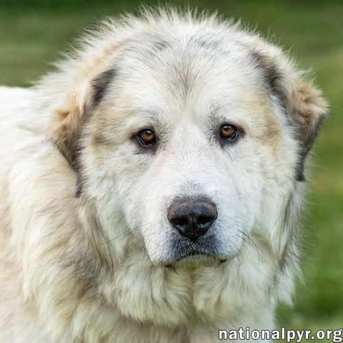 JAKE IN TN - A LAID-BACK GUY! - Great Pyrenees available for adoption