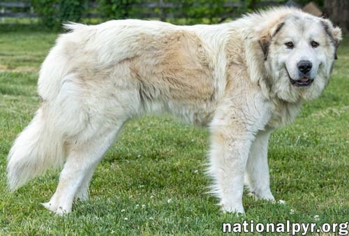 JAKE IN TN - A LAID-BACK GUY! - Great Pyrenees available for adoption