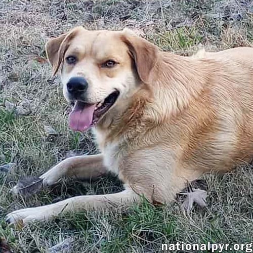 TUFF IN LA - GIVES SWEET KISSES! - Great Pyrenees / Labrador Retriever available for adoption
