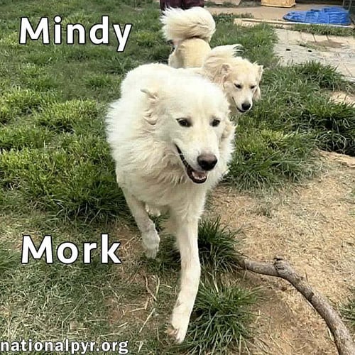MORK & MINDY IN IN - SUPER AFFECTIONATE DUO! - Great Pyrenees available for adoption
