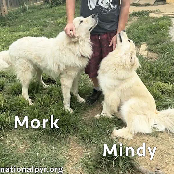 Mork & Mindy in IN - Super Affectionate Duo! Image