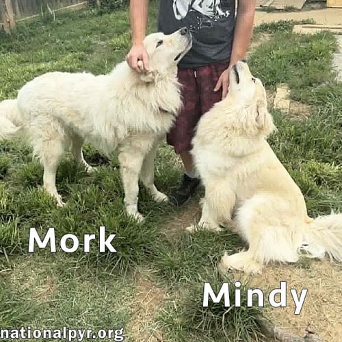 MORK & MINDY IN IN - SUPER AFFECTIONATE DUO! - Great Pyrenees available for adoption