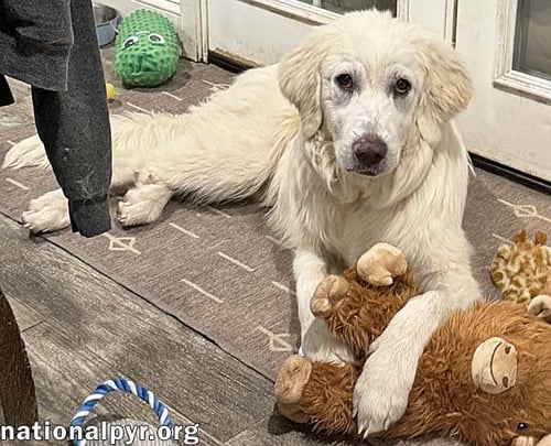 MALO IN MD - LOVES WHIPPED CREAM! - Great Pyrenees available for adoption