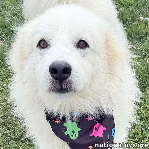 ASLAN IN OH - LOVEY-DOVEY POCKET PYR! - Great Pyrenees available for adoption