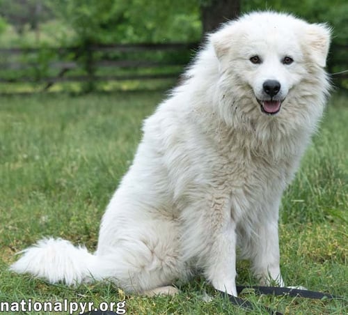 ASLAN IN TN - LOVEY-DOVEY POCKET PYR! - Great Pyrenees available for adoption