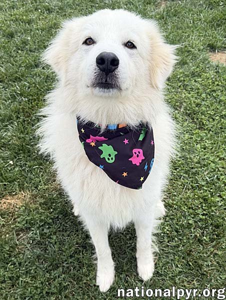 ASLAN IN OH - LOVEY-DOVEY POCKET PYR! - Great Pyrenees available for adoption