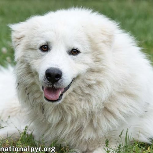 ASLAN IN TN - LOVEY-DOVEY POCKET PYR! - Great Pyrenees available for adoption