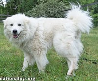 Aslan in TN - Lovey-Dovey Pocket Pyr! - Photo 3