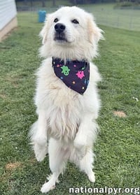 Aslan in OH - Lovey-Dovey Pocket Pyr! - Photo 3