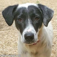 Sunnie in KY - Loves Lap Time & Belly Rubs! - Photo 1