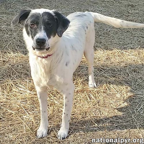 SUNNIE IN KY - LOVES LAP TIME & BELLY RUBS! - Great Pyrenees / Border Collie available for adoption