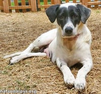 Sunnie in KY - Loves Lap Time & Belly Rubs! - Photo 3