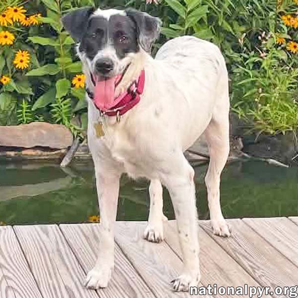 Sunnie in NY - Loves Lap Time & Belly Rubs! Image
