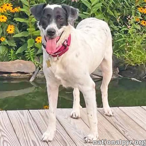 SUNNIE IN NY - LOVES LAP TIME & BELLY RUBS! - Great Pyrenees / Border Collie available for adoption