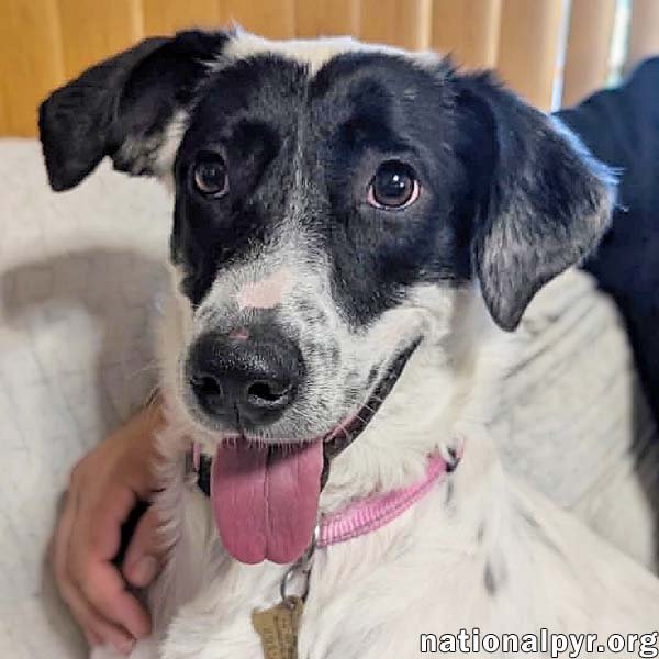 Sunnie in NY - Loves Lap Time & Belly Rubs! Image