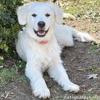 Poppy in CT - Loves To Be Held & Snuggled! - Photo 1