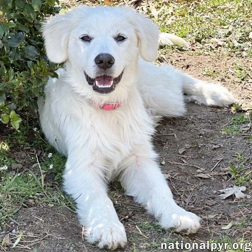 POPPY IN CT - LOVES TO BE HELD & SNUGGLED! - Great Pyrenees available for adoption
