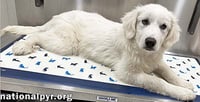 Poppy in CT - Loves To Be Held & Snuggled! - Photo 2