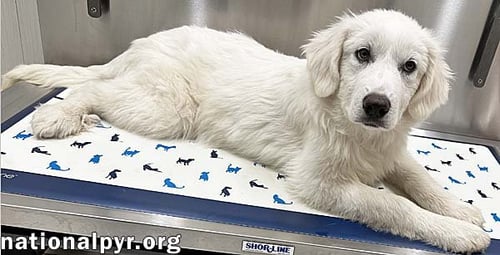 POPPY IN CT - LOVES TO BE HELD & SNUGGLED! - Great Pyrenees available for adoption