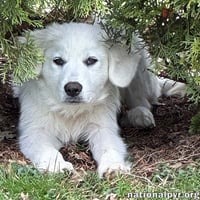 Poppy in CT - Loves To Be Held & Snuggled! - Photo 3