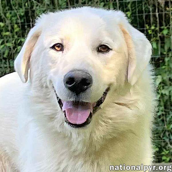 Ray in NJ - Very Loving, Cuddly & Playful! Image