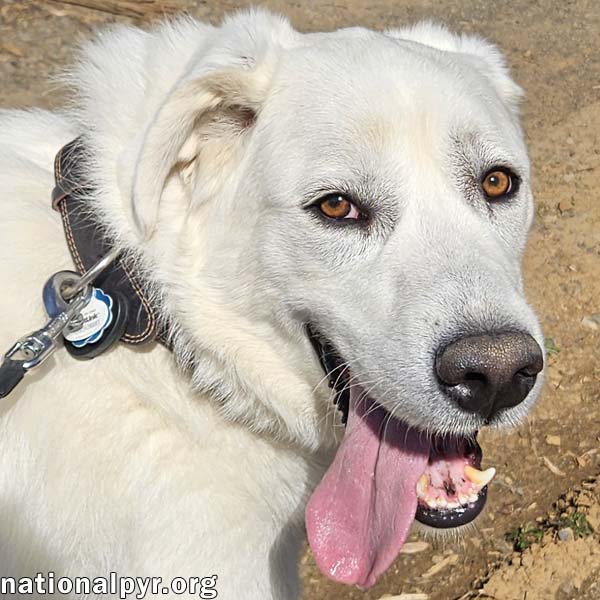 Ray in NJ - Very Loving, Cuddly & Playful! Image