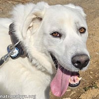 Ray in NJ - Very Loving, Cuddly & Playful! - Photo 1
