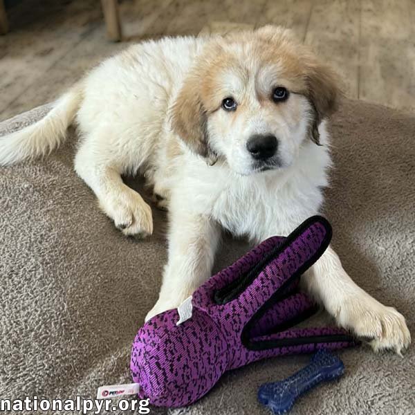 SALLY IN MD - PLAYTIME RINGLEADER! - Great Pyrenees available for adoption