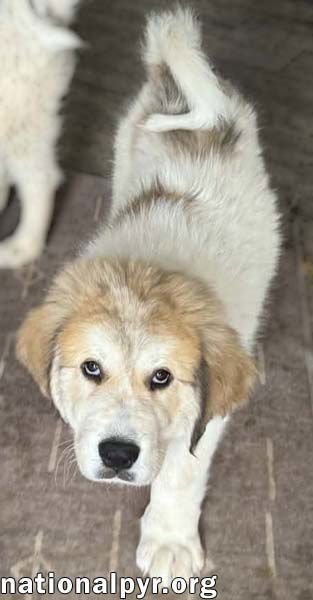 SALLY IN MD - PLAYTIME RINGLEADER! - Great Pyrenees available for adoption