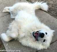 Connecticut Dog Foster Homes Needed! - Photo 2