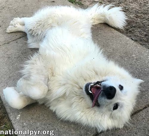 CONNECTICUT DOG FOSTER HOMES NEEDED! - Great Pyrenees available for adoption