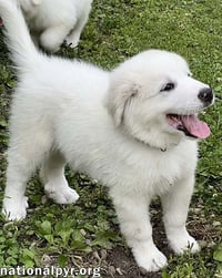 Connecticut Dog Foster Homes Needed! - Photo 3