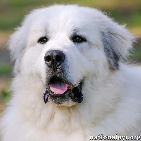 Connecticut Dog Foster Homes Needed! Image
