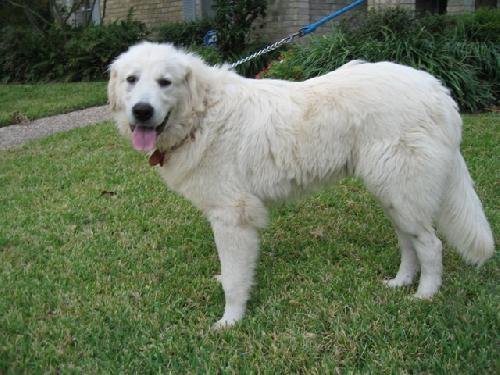 OK FOSTERS NEEDED - Great Pyrenees available for adoption