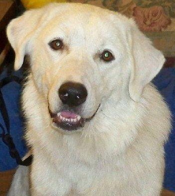 OK Fosters Needed Image