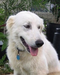 OK Fosters Needed - Photo 3