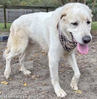 Bear in GA - Snuggly & Easygoing! - Photo 3