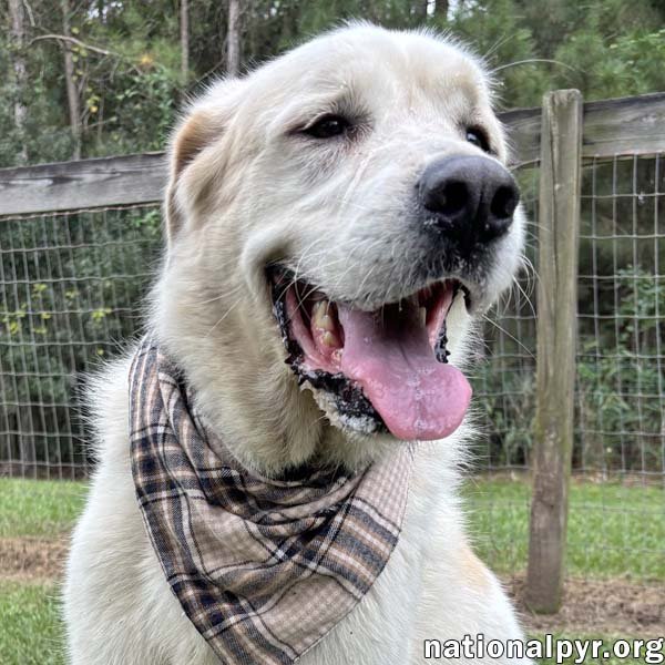 Bear in GA - Snuggly & Easygoing! Image