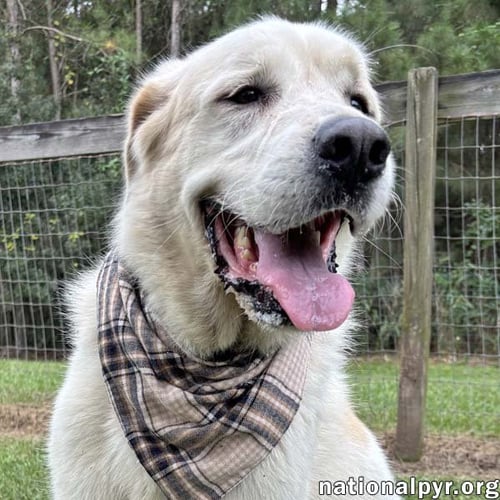 BEAR IN GA - SNUGGLY & EASYGOING! - Great Pyrenees available for adoption