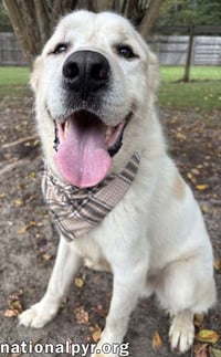 Bear in GA - Snuggly & Easygoing! - Photo 2