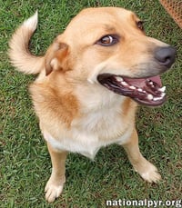 Big Red in LA - Super Sweet Guy Loves Attention! - Photo 2