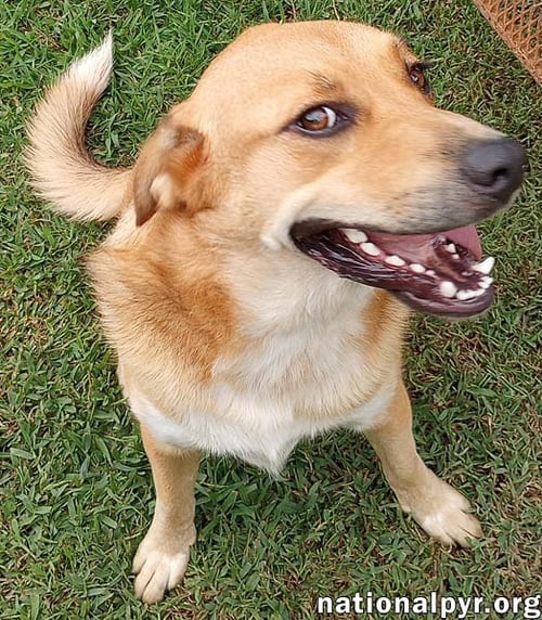 BIG RED IN LA - SUPER SWEET GUY LOVES ATTENTION! - Great Pyrenees / Labrador Retriever available for adoption