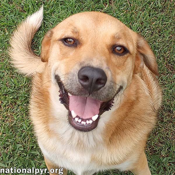 Big Red in LA - Super Sweet Guy Loves Attention! Image