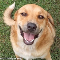 Big Red in LA - Super Sweet Guy Loves Attention! - Photo 1