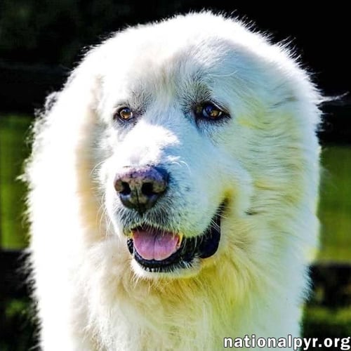 SMOKE IN SC - LOW-ENERGY, GENTLE SWEETHEART! - Great Pyrenees available for adoption